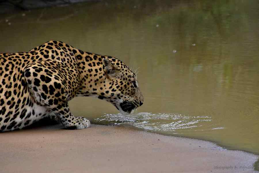 Spotting Sri Lanka’s Majestic Wildlife: Top Safari Experiences for Animal Lovers